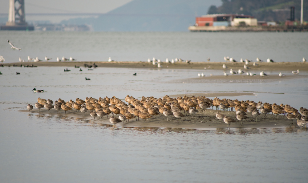 Plump little tan birds stand on a near sandy area peeking out of the water in the foreground. Larger dark birds swim in the middle ground while on a farther, out of focus shore, white birds are gathered. The bottom of some sort of steel industrial structure can be seen at the top left in the distance and other industrial buildings, also out of focus are at the top right.